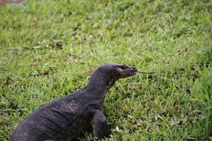 malaiischer Wassermonitor in einem Park foto