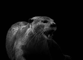 glatt beschichteter Otter in einem Feld foto