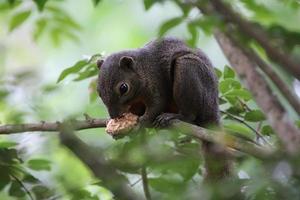 Wegerich-Eichhörnchen, das Früchte in einem Dschungel isst foto