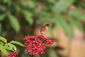 Rustikaler Schmetterling in einem Garten foto