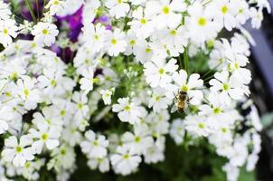 einzige Biene im weißen Blumenstrauß