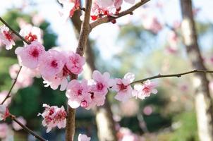 Rosa blühende Sakura-Blüten mit blauem Himmel in einem japanischen Garten.