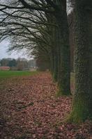 Baumreihen säumen im Herbst einen langen, leeren Parkweg foto