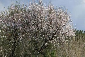 Mandelblüten in einem Stadtpark im Norden Israels. foto