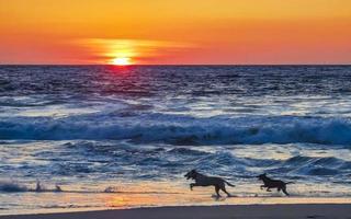 Hunde laufen glücklich vor dem Sunset Beach Mexiko. foto