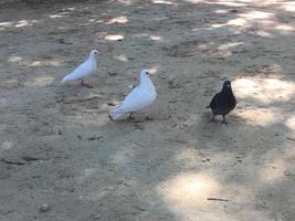 Foto mit drei Vögeln