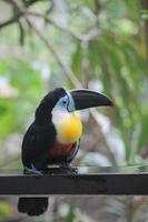 Tukanvogel in natürlicher Umgebung in Singapur foto