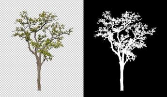 Baum isoliert auf transparentem Hintergrund mit Beschneidungspfad und Alphakanal foto