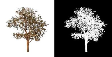 einzelner Baum mit Beschneidungspfad und Alphakanal auf schwarzem Hintergrund foto