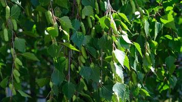 nahaufnahme von grünen blättern und kätzchen birke - betula pendula, silberne birke, warzige birke, europäische weiße birke. frühlingssaisonale blüte von bäumen, allergiekonzept. foto