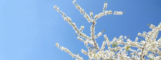 Zweig der blühenden weißen Blüten des Kirschpflaumenbaums im zeitigen Frühjahr. erstaunliches natürliches Blumenfrühlingsbanner oder Grußkarte, Postkarte, Poster. selektiver Fokus foto