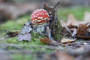 Giftpilz am Fuße eines Nadelwaldes im Wald. giftiger Pilz. foto