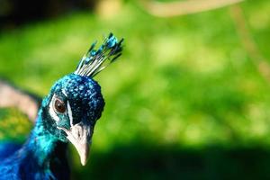 Vogelpfau steckt seinen Kopf ins Bild. eleganter Vogel in prächtigen Farben foto