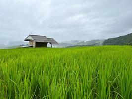 Landschaft der kleinen alten Hausumgebung mit grünen Paddy-Reisterrassen und Bergen an nebligen Tagen in der Regenzeit bei Ban Pa Pong Piang, Chiang Mai, Thailand foto