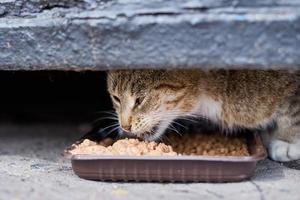 obdachlose kateating auf der straße aus einer plastikschüssel foto