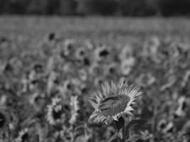 Sonnenblumen in Westfalen foto