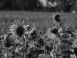 Sonnenblumen in Westfalen foto