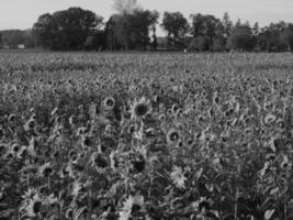 Sonnenblumen in Westfalen foto