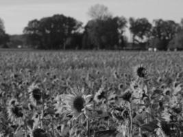 Sonnenblumen in Westfalen foto