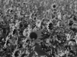 Sonnenblumen in Westfalen foto