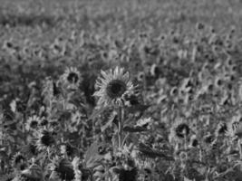 Sonnenblumen in Westfalen foto