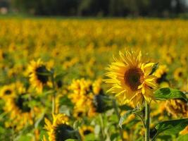 viele sonnenblumen im deutschen münsterland foto