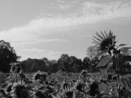 Sonnenblumen in Westfalen foto