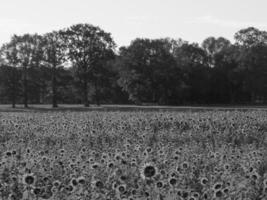 Sonnenblumen in Westfalen foto