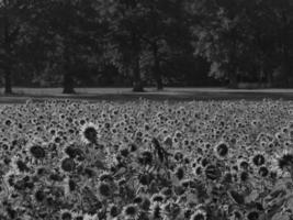 Sonnenblumen in Westfalen foto