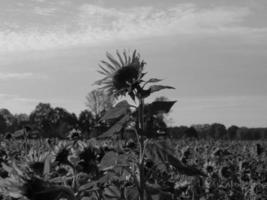 Sonnenblumen in Westfalen foto