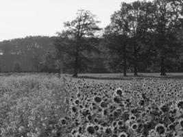 Sonnenblumen in Westfalen foto