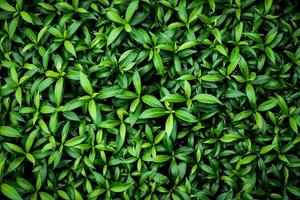 Blatt Natur Hintergrundkonzept. frisches grünes Blatt Hintergrundbild. foto