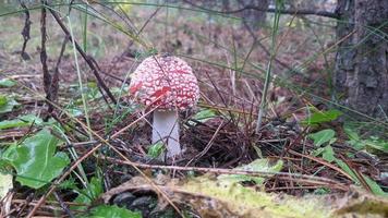 Schöner Fliegenpilz in einem Herbstwald zwischen Blättern, Nadeln und Zweigen. foto