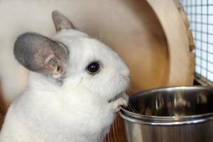 süße chinchilla von weißer farbe sitzt in seinem haus in der nähe einer schüssel mit futter, seitenansicht. Frühstückszeit. foto