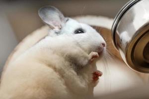 süße chinchilla von weißer farbe sitzt in seinem haus in der nähe einer schüssel mit futter, seitenansicht. Frühstückszeit. Untersicht. foto