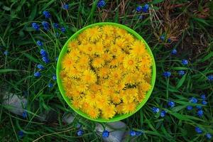 Grüner Korb mit gelbem Löwenzahn auf dem Gras mit blauen Blumen. foto