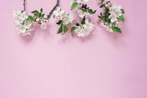 zarte weiße Blüten eines Apfelbaums auf Zweigen auf einem wpinken Tisch, Draufsicht und flacher Lage foto