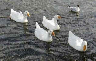 Gänse schwimmen im Wasser. Gruppe von Gänsen. Vögel im Teich. wilde Herde von Gänsen foto