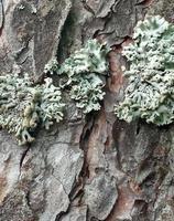 grüne Flechte am Stamm einer Baumrinde. parmelia sulcata. Baumrindenstruktur. foto