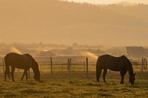 Pferde grasen auf Grasland in Ranch gegen Bergkette während des Sonnenuntergangs foto