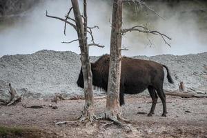 Bisons stehen Baum auf geothermische Landschaft im Tal im Yellowstone Park foto