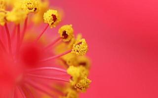 Pollenkörner der Schuhblume foto