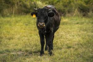 ein junger schwarzer Stier in einem grünen Feld foto