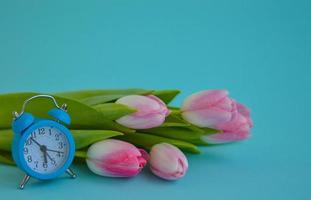 rosa tulpen und wecker nahaufnahme auf blauem hintergrund foto