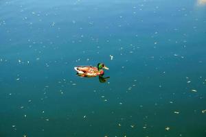 Eine einsame Ente schwimmt auf dem Wasser. foto
