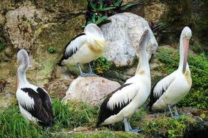 dieses ist Foto des Pelikanvogels. dieser vogel ist eine der vogelarten im see im ragunan zoo.