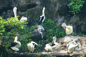 dieses ist Foto des Pelikanvogels. dieser vogel ist eine der vogelarten im see im ragunan zoo.