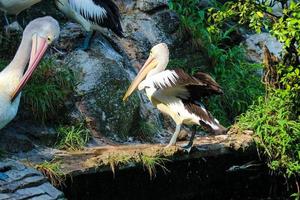 dieses ist Foto des Pelikanvogels. dieser vogel ist eine der vogelarten im see im ragunan zoo.