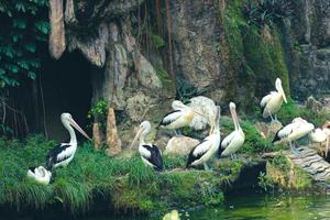 dieses ist Foto des Pelikanvogels. dieser vogel ist eine der vogelarten im see im ragunan zoo.