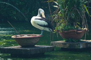 dieses ist Foto des Pelikanvogels. dieser vogel ist eine der vogelarten im see im ragunan zoo.